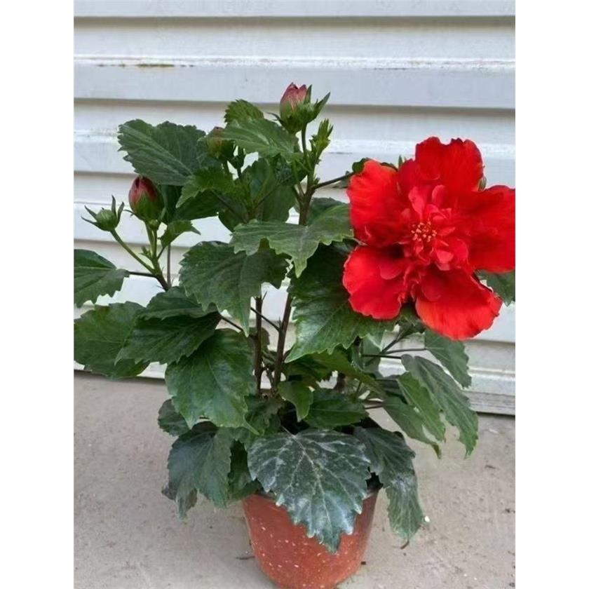 国红色芙蓉牡丹重瓣带花