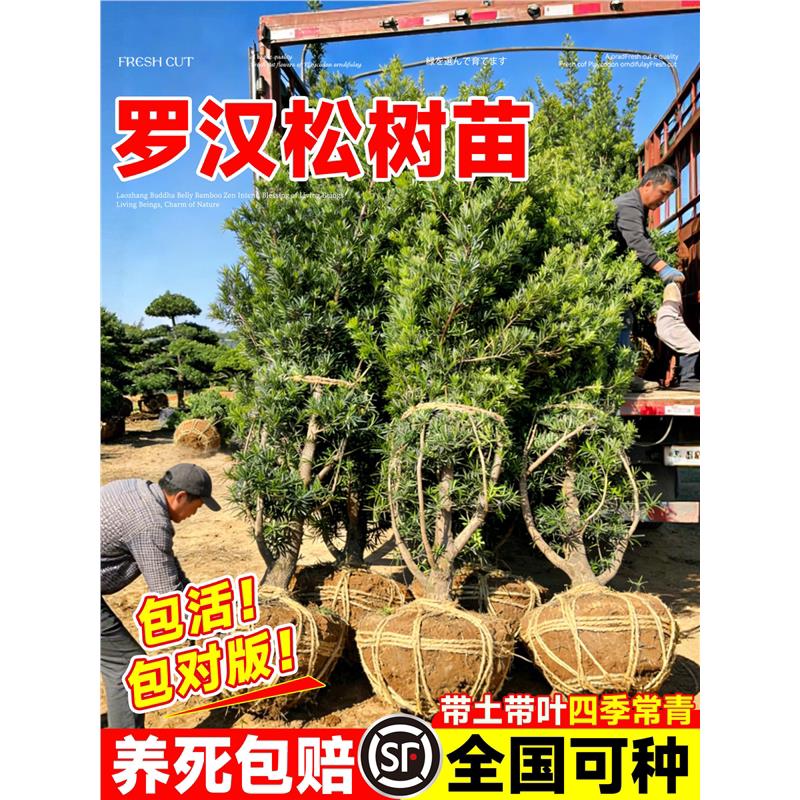 罗汉松树苗盆景老桩小叶