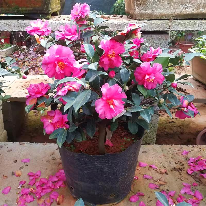 茶梅花苗盆栽四季红球树