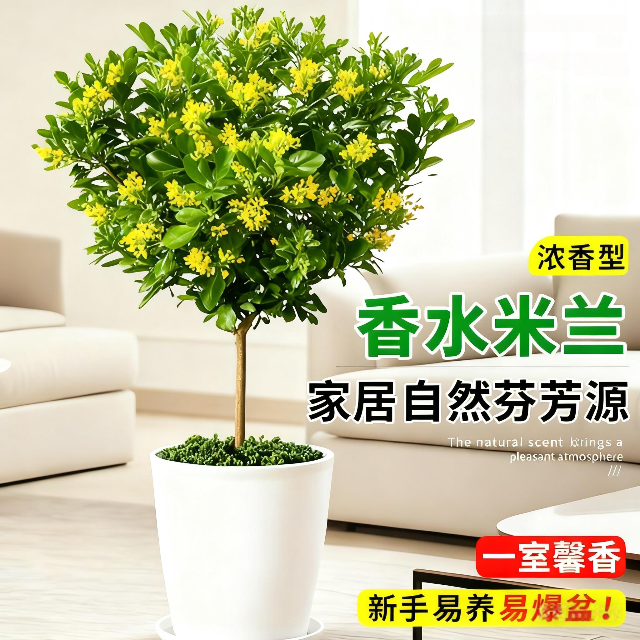 香水米兰花棒棒糖带花苞