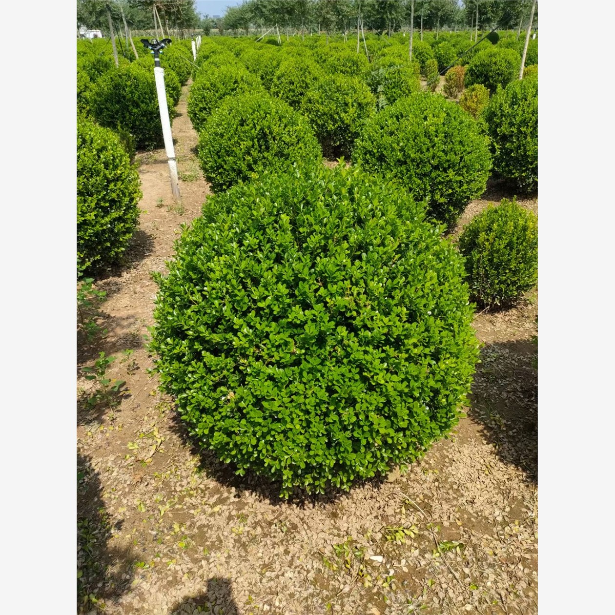 精品球状冬青黄杨红叶石楠红花继木龟甲绿化庭院花卉大植物工程苗