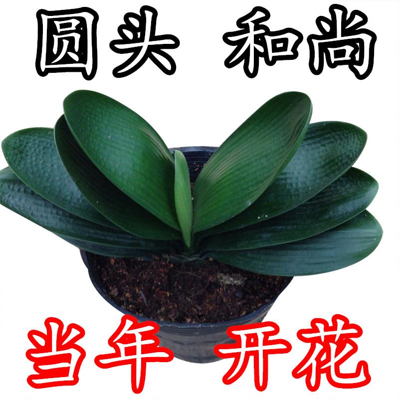 君子兰盆栽苗圆头和尚精