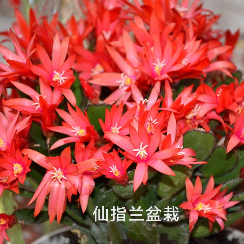 新品蟹爪兰带花苞精品仙