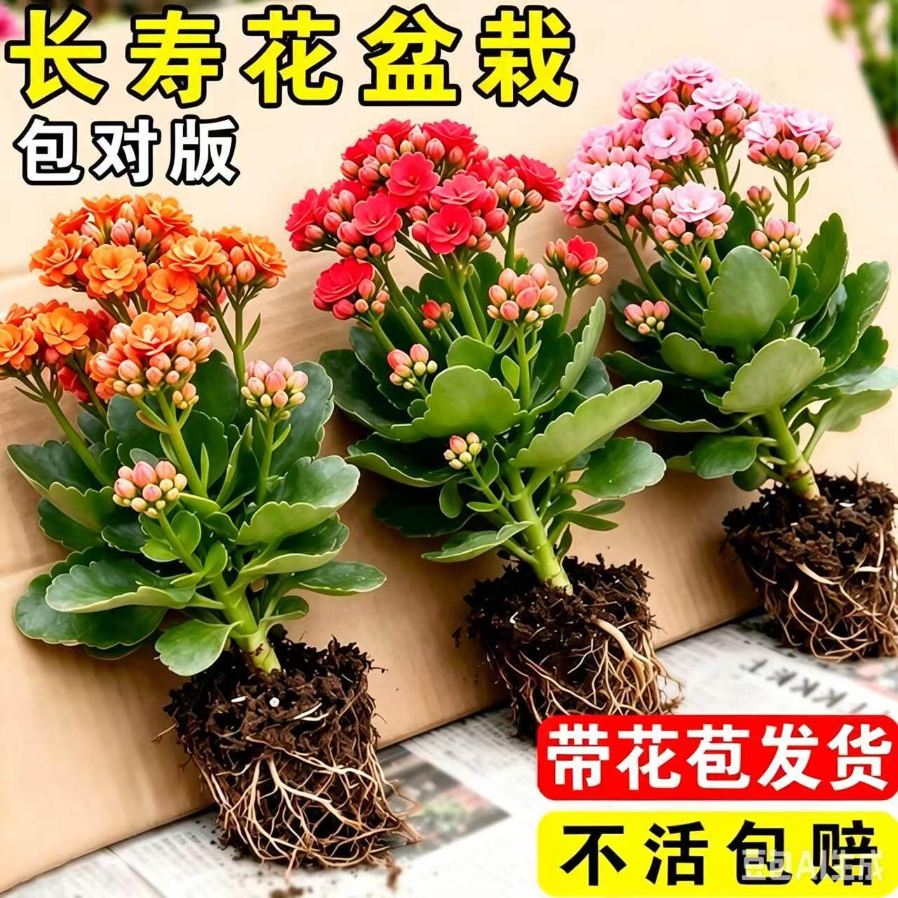 长寿花盆栽花苗带花苞重
