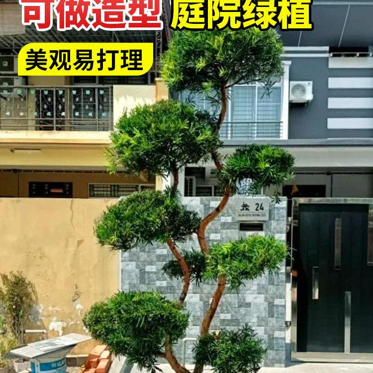 罗汉松树苗柏树耐寒植物图片
