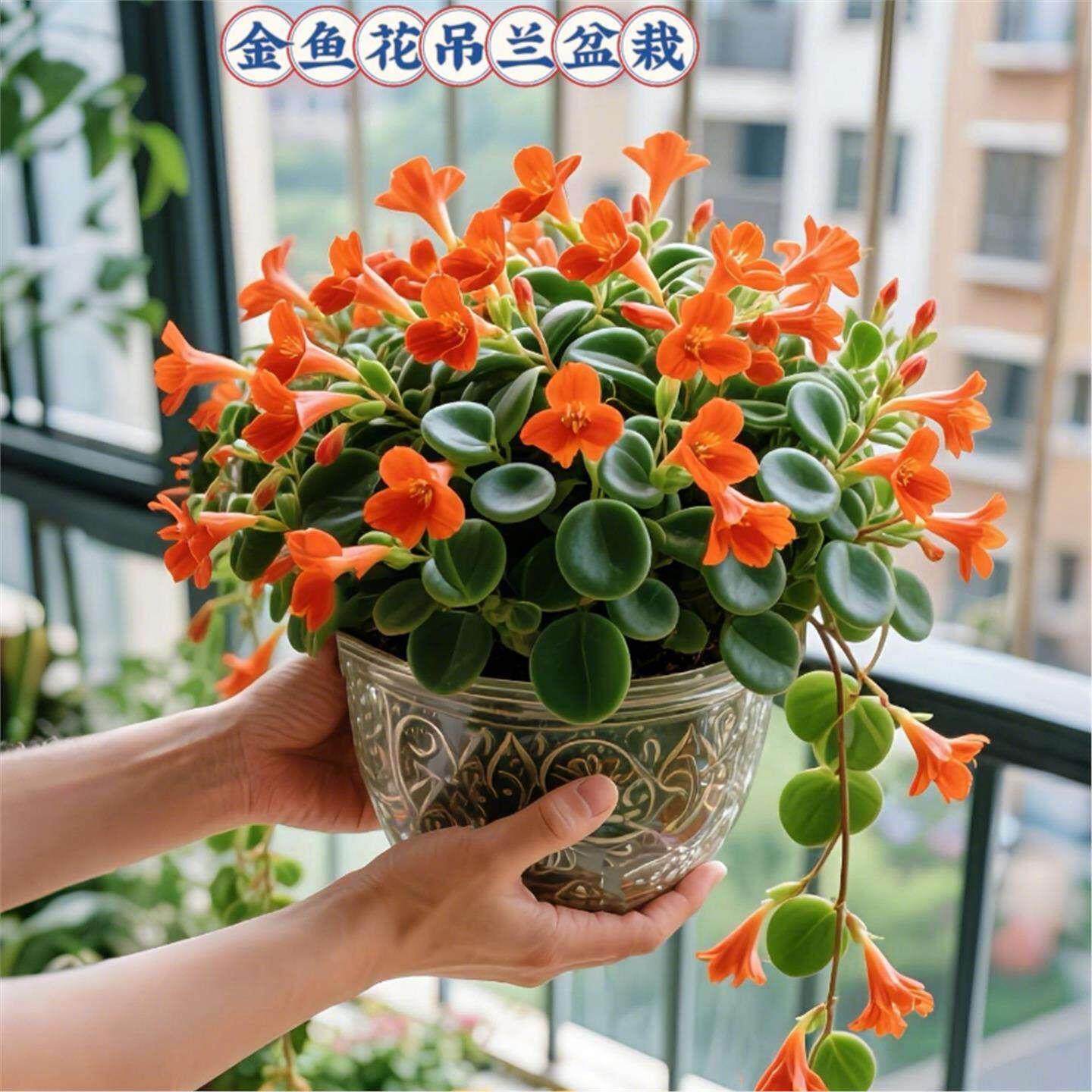 金鱼吊兰盆栽夏季观花植