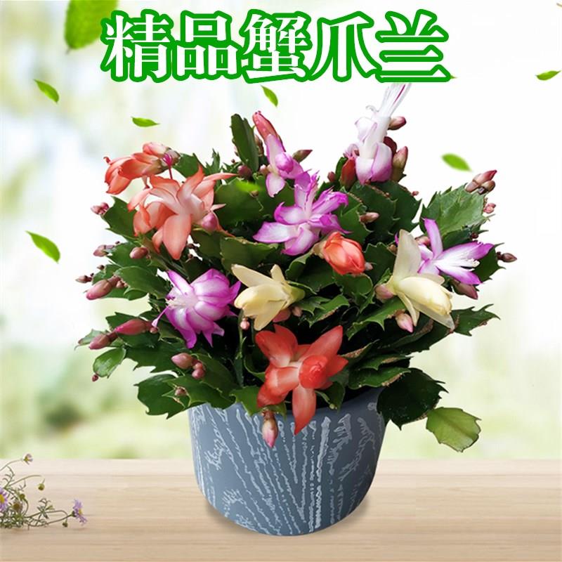 嫁接进口老汉蟹爪兰苗新
