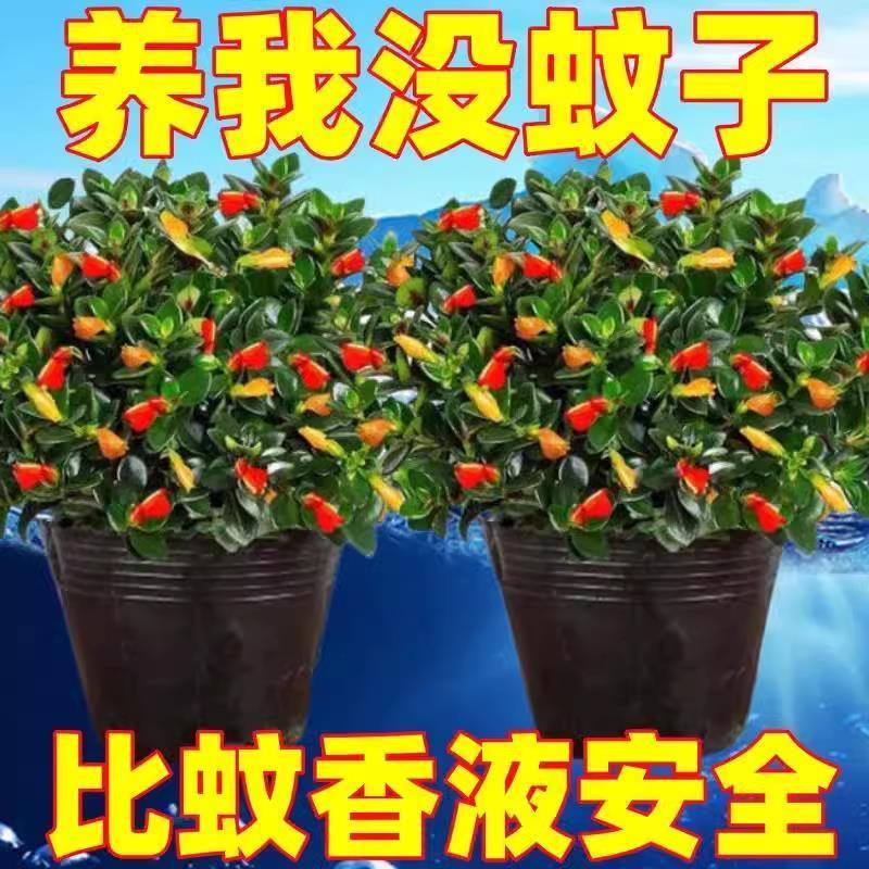 金鱼花吊兰盆栽绿植室内