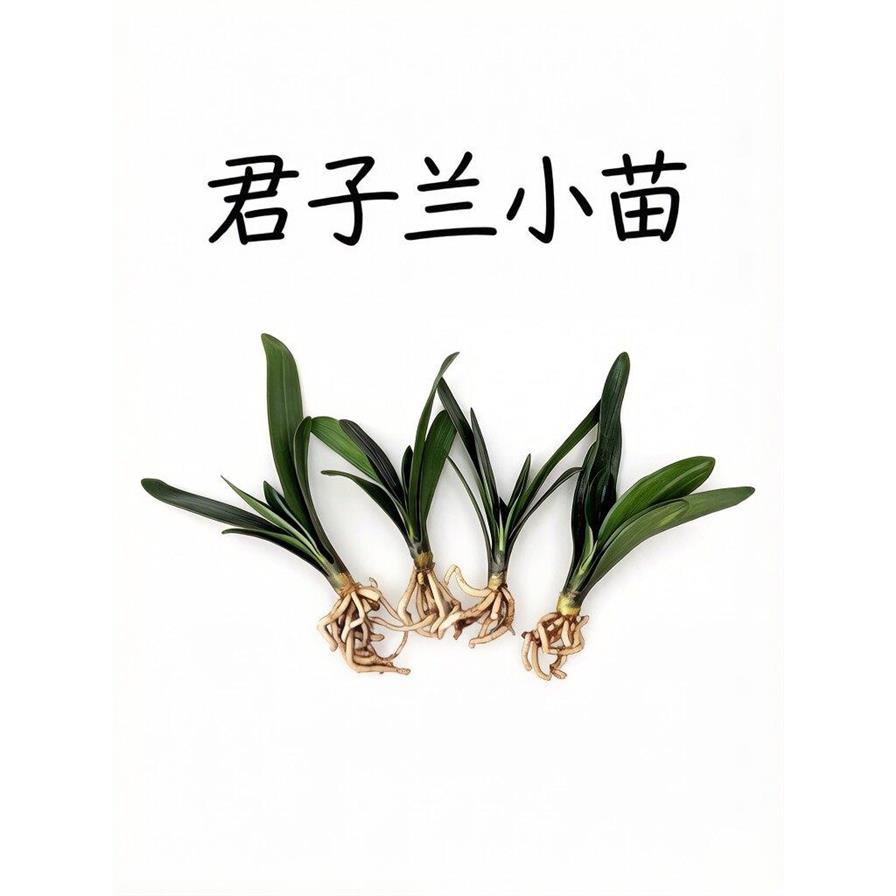 精品国兰君子兰大小苗圆