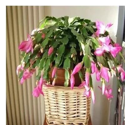 蟹爪兰苗花卉盆栽包邮带