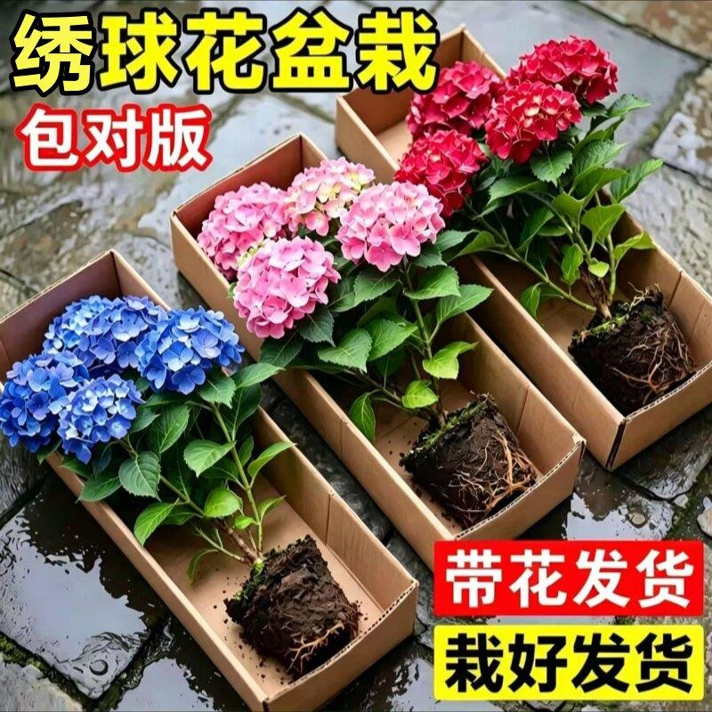 绣球花盆栽带花苞无尽夏