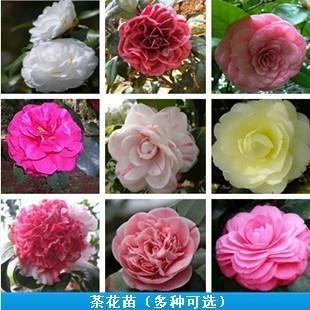 室内花卉盆栽绿植精品茶