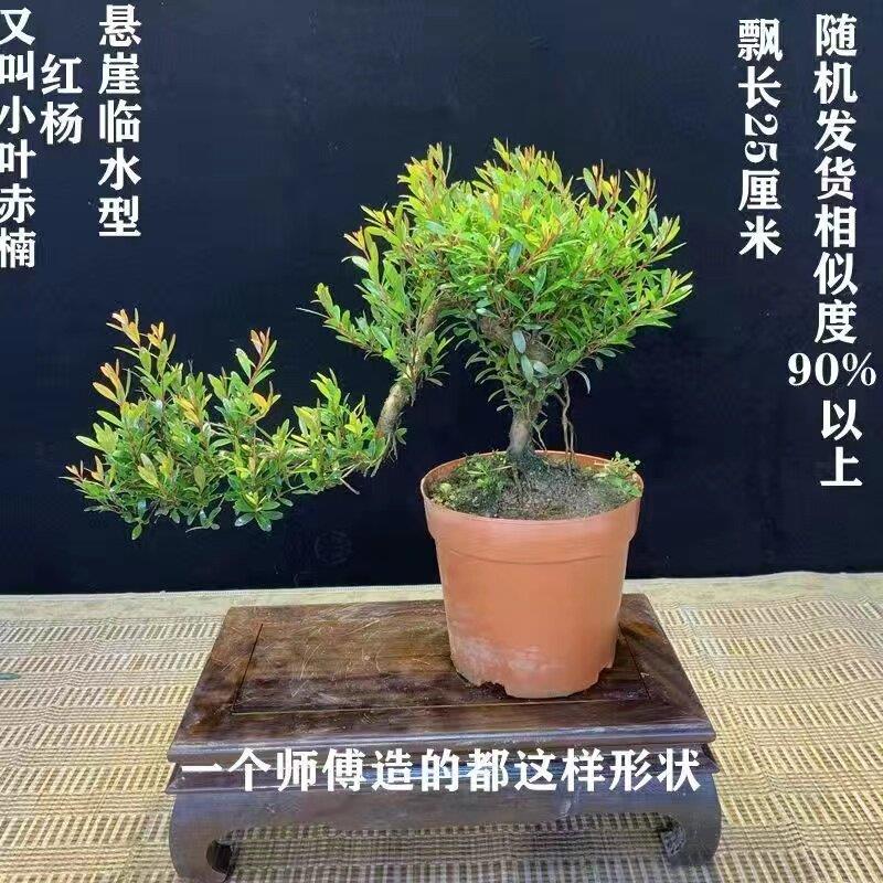四季常青招财悬崖临水罗