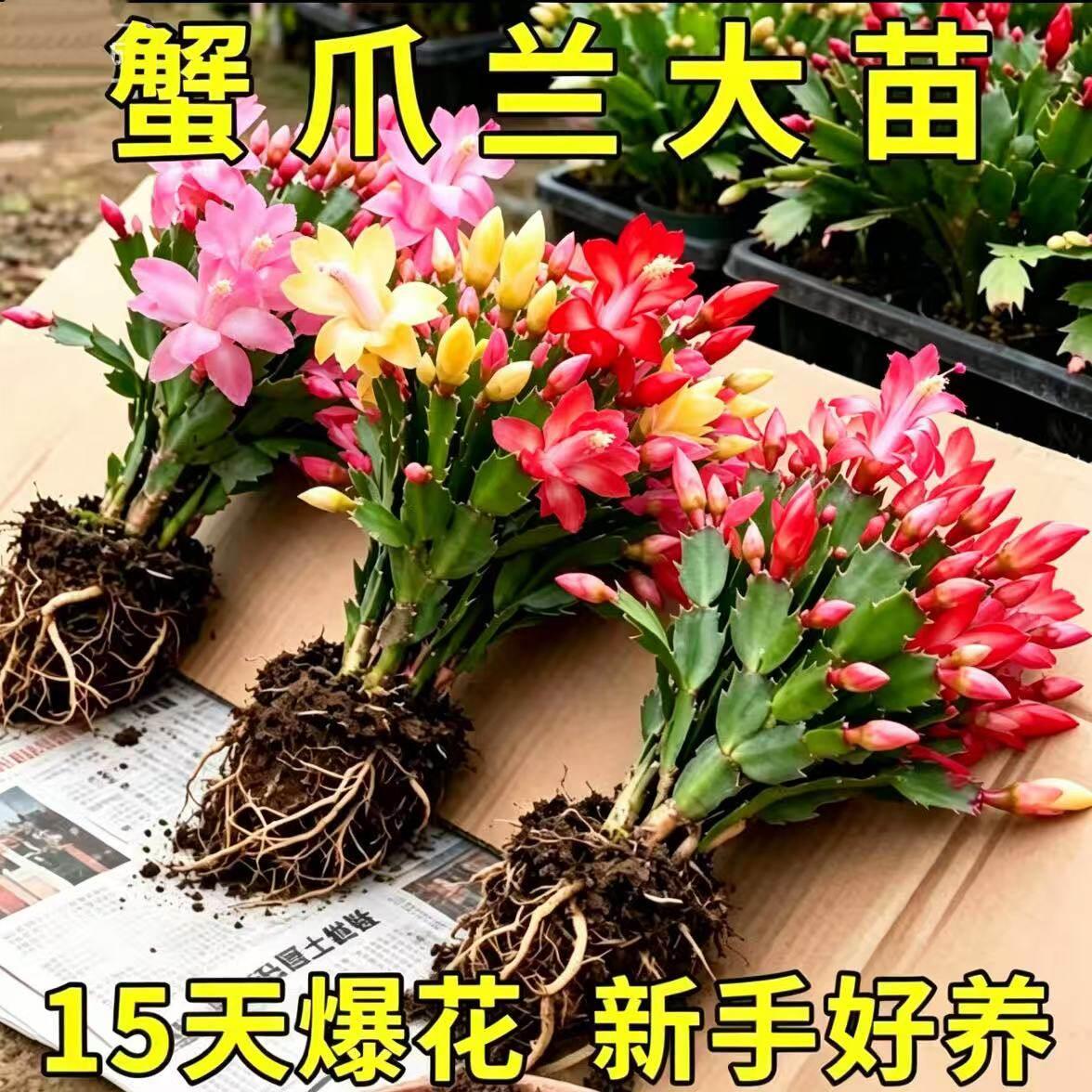 蟹爪兰盆栽带花苞多色花