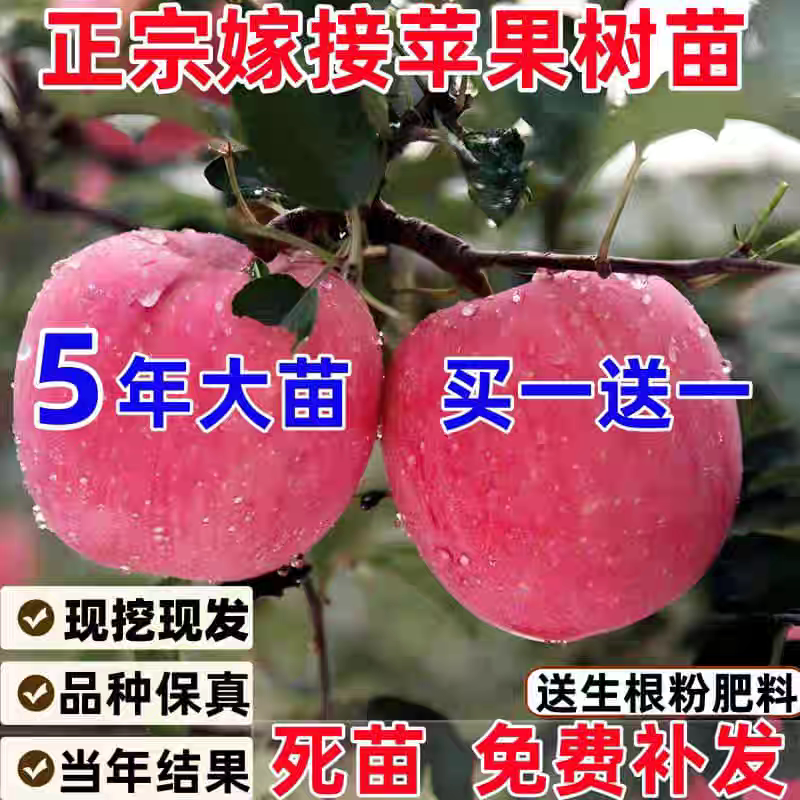 苹果树果苗盆栽地载苗红富士冰糖心南北方种植嫁接矮画苹果树苗
