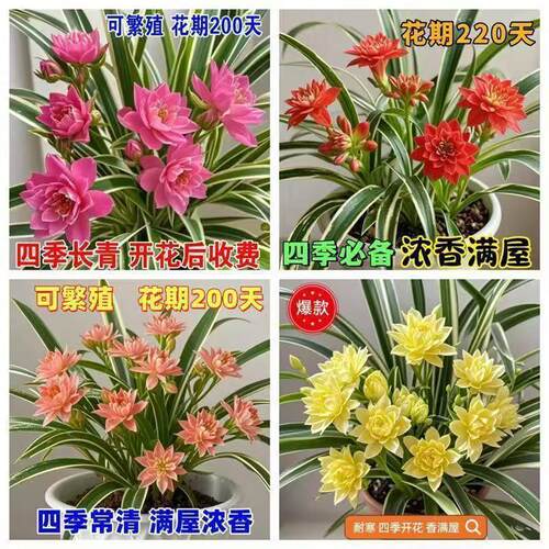 好花盆栽绿植花卉室内浓