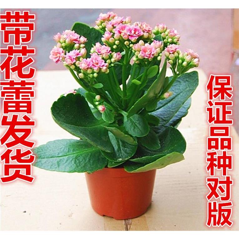 长寿花带花苞盆栽重瓣绿