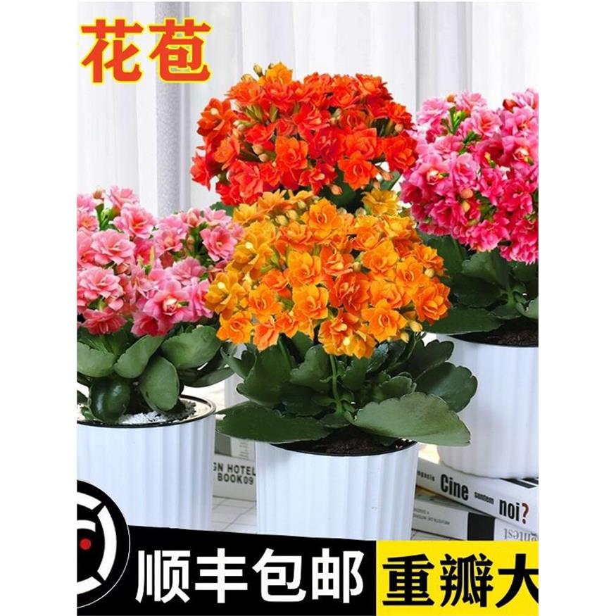 长寿花盆栽重瓣大花带花