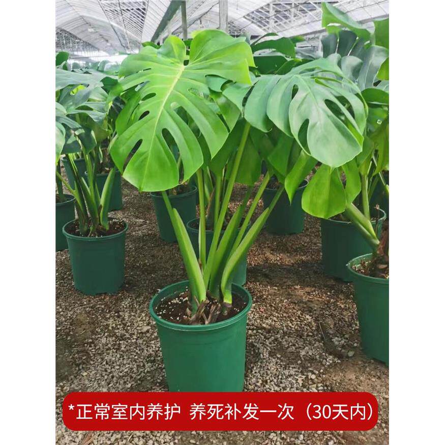 龟背竹观叶植物室内客厅