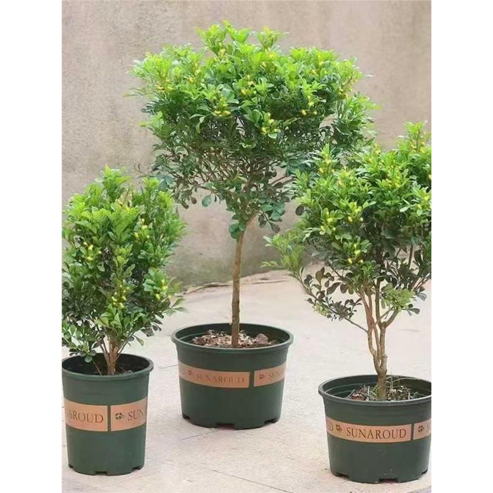 香水米兰花盆栽带花苞老