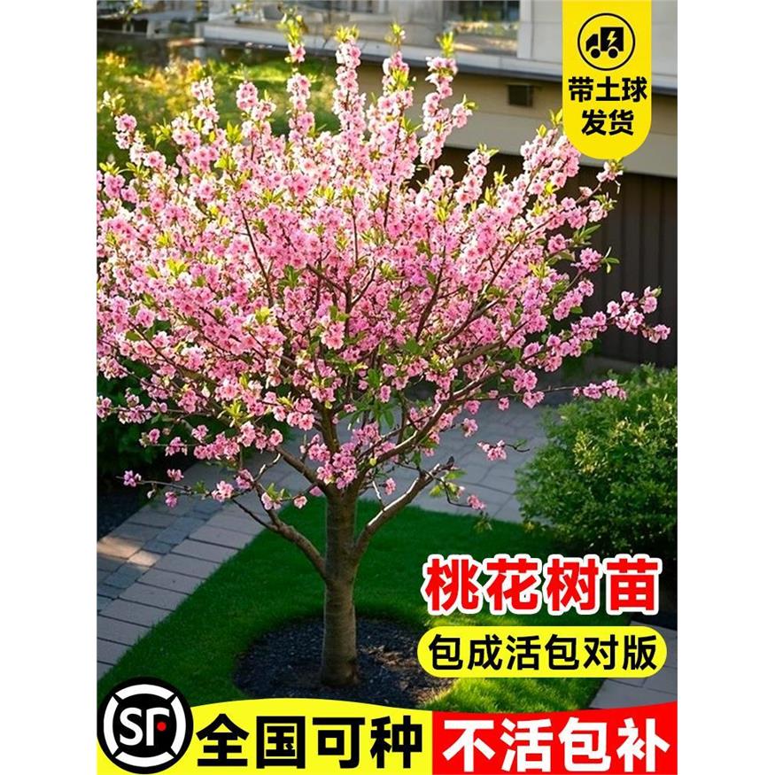 紫叶碧桃树苗室外庭院大