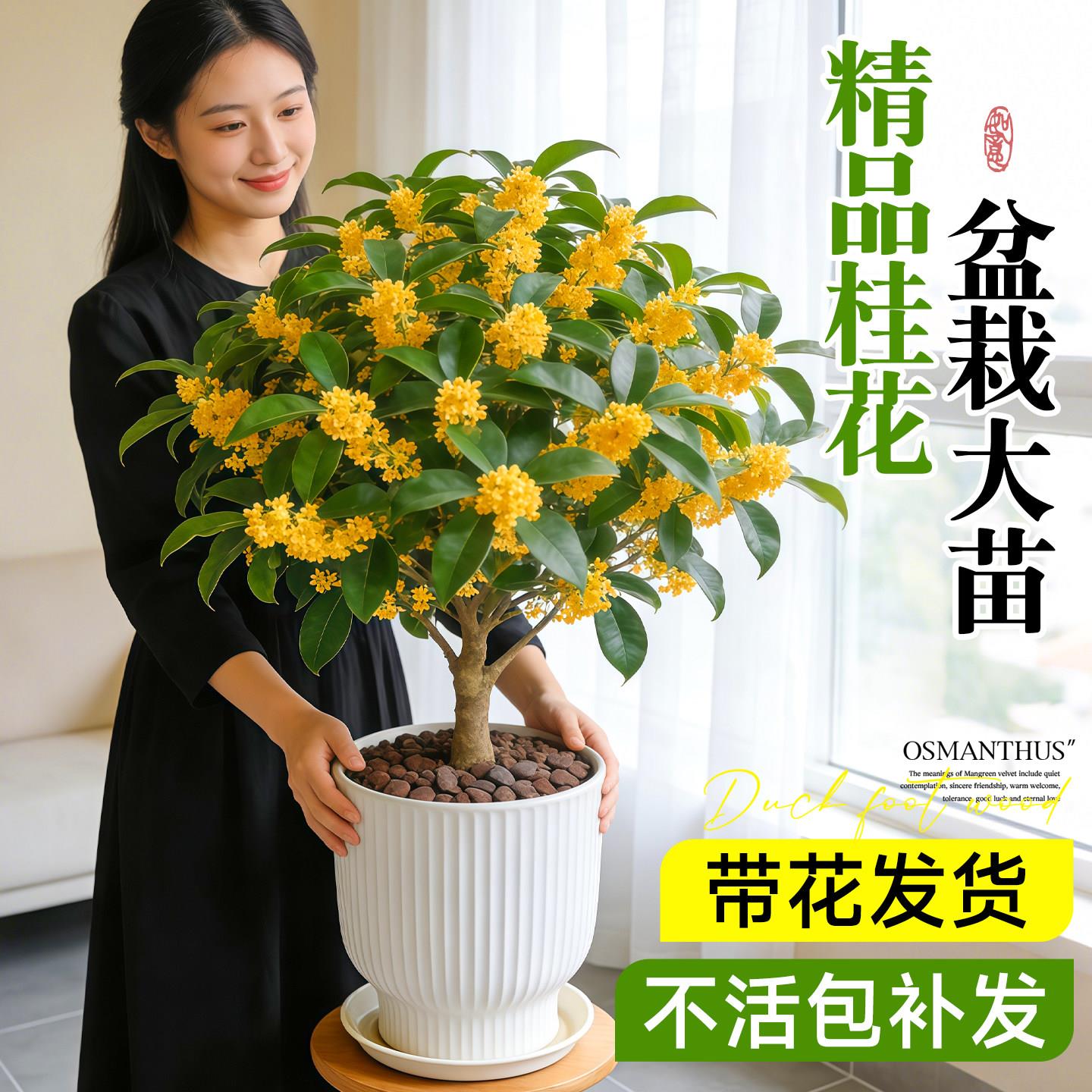 四季桂花树苗盆栽可食用