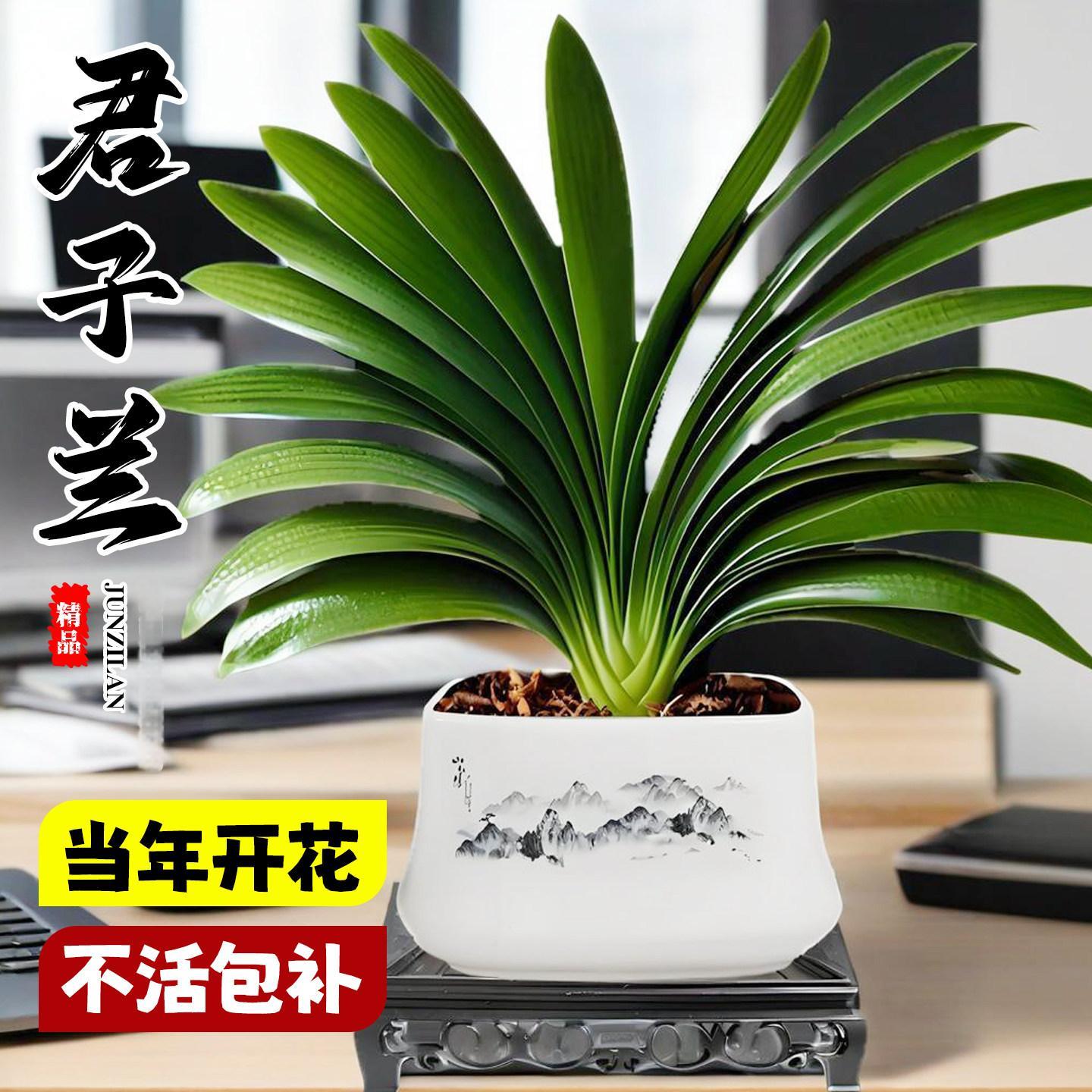 精品君子兰盆栽带花苞圆
