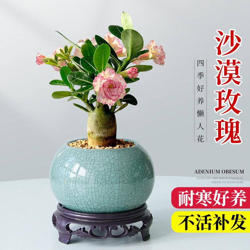 多肉植物沙漠玫瑰盆栽重