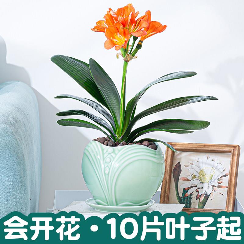 君子兰盆栽室内客厅好养