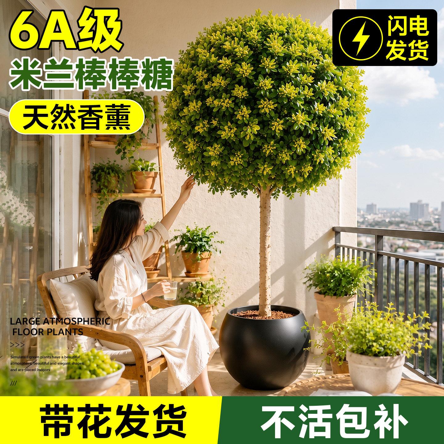 香水米兰花盆栽棒棒糖树图片