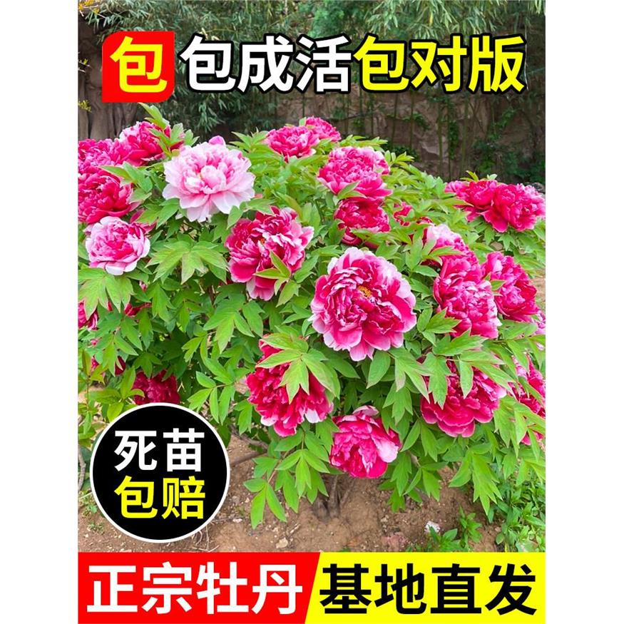 牡丹花苗盆栽正宗洛阳带图片