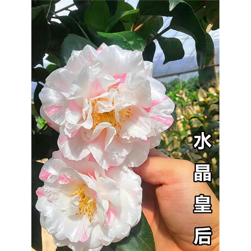 水晶皇后茶花盆栽名贵品