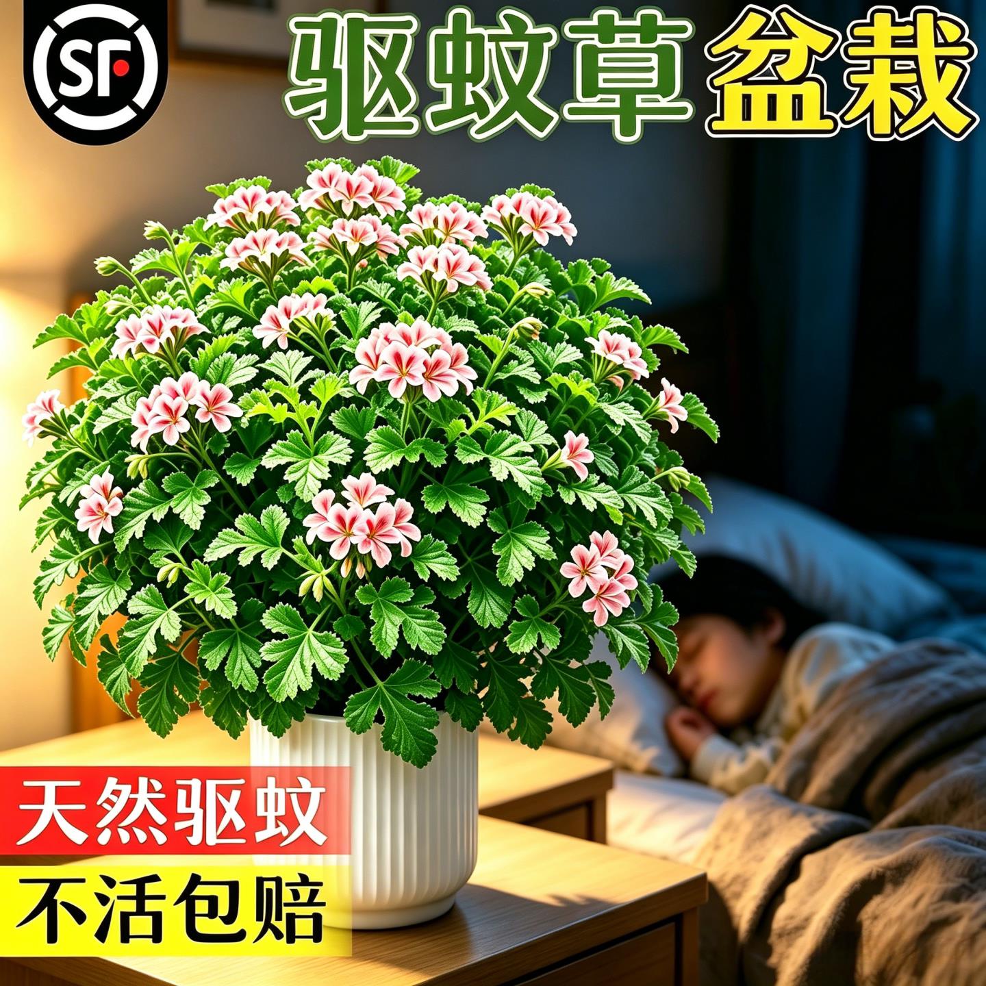 驱蚊草盆栽香叶天竺葵植