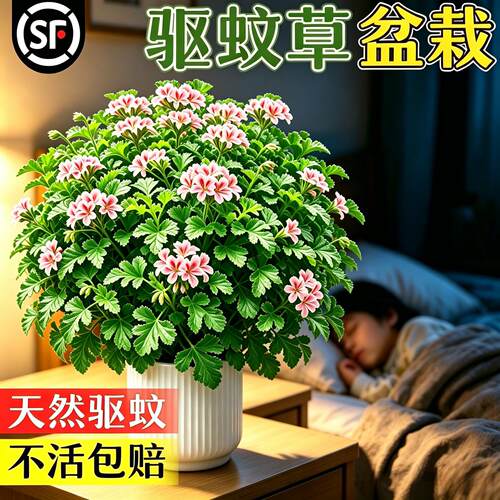 驱蚊草盆栽香叶天竺葵植