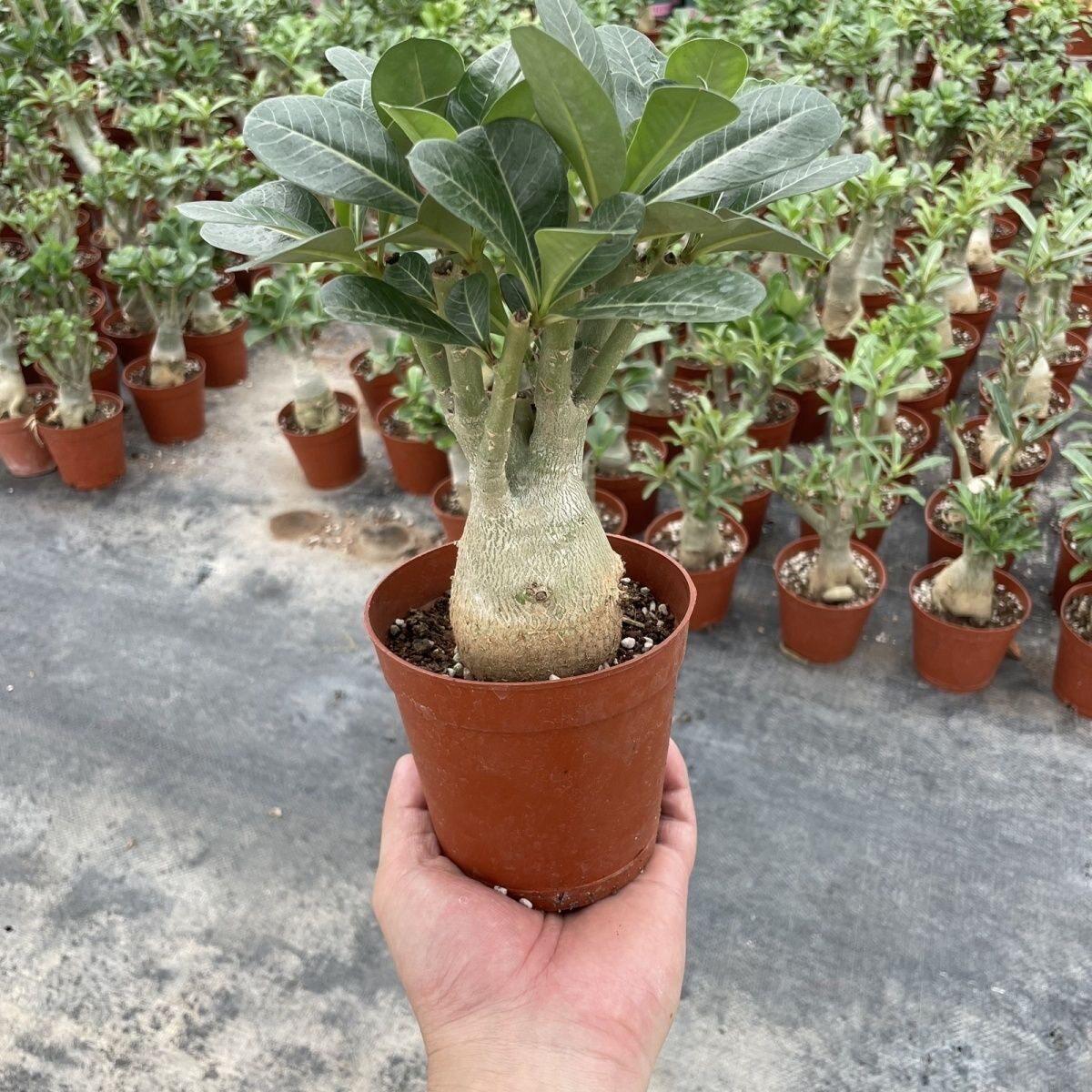 沙漠玫瑰盆栽重瓣植物室