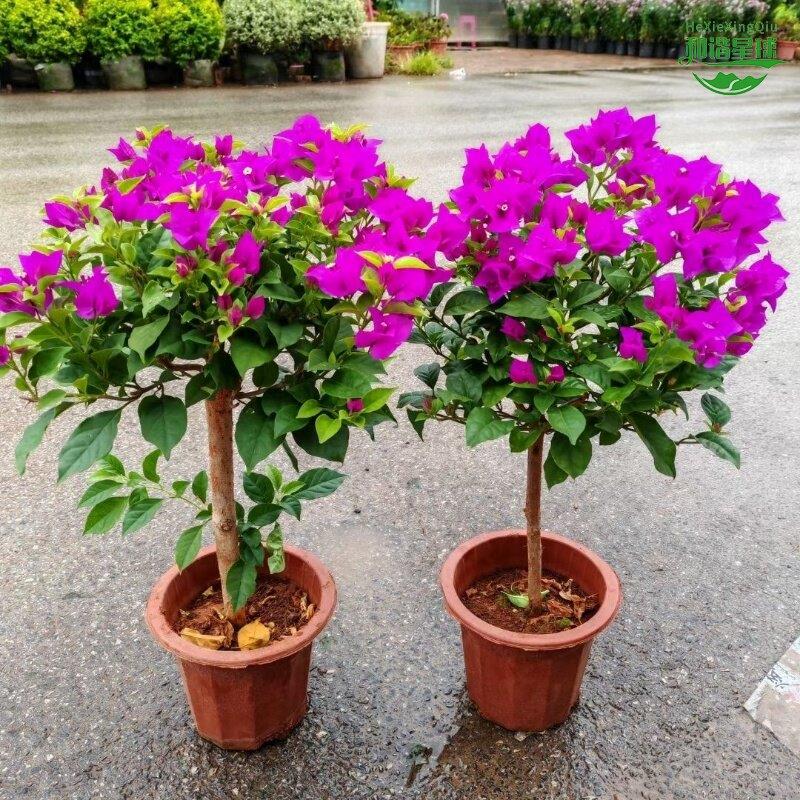 三角梅花树苗盆栽带花老