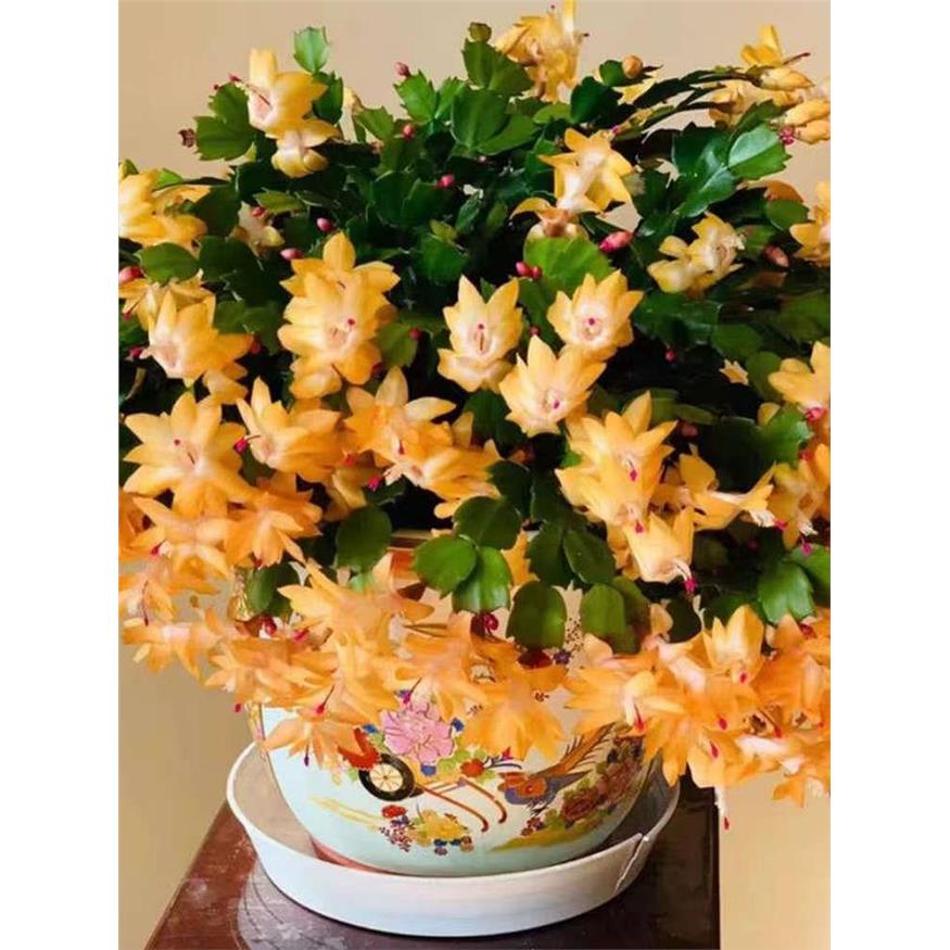 【带花苞】蟹爪兰盆栽绿
