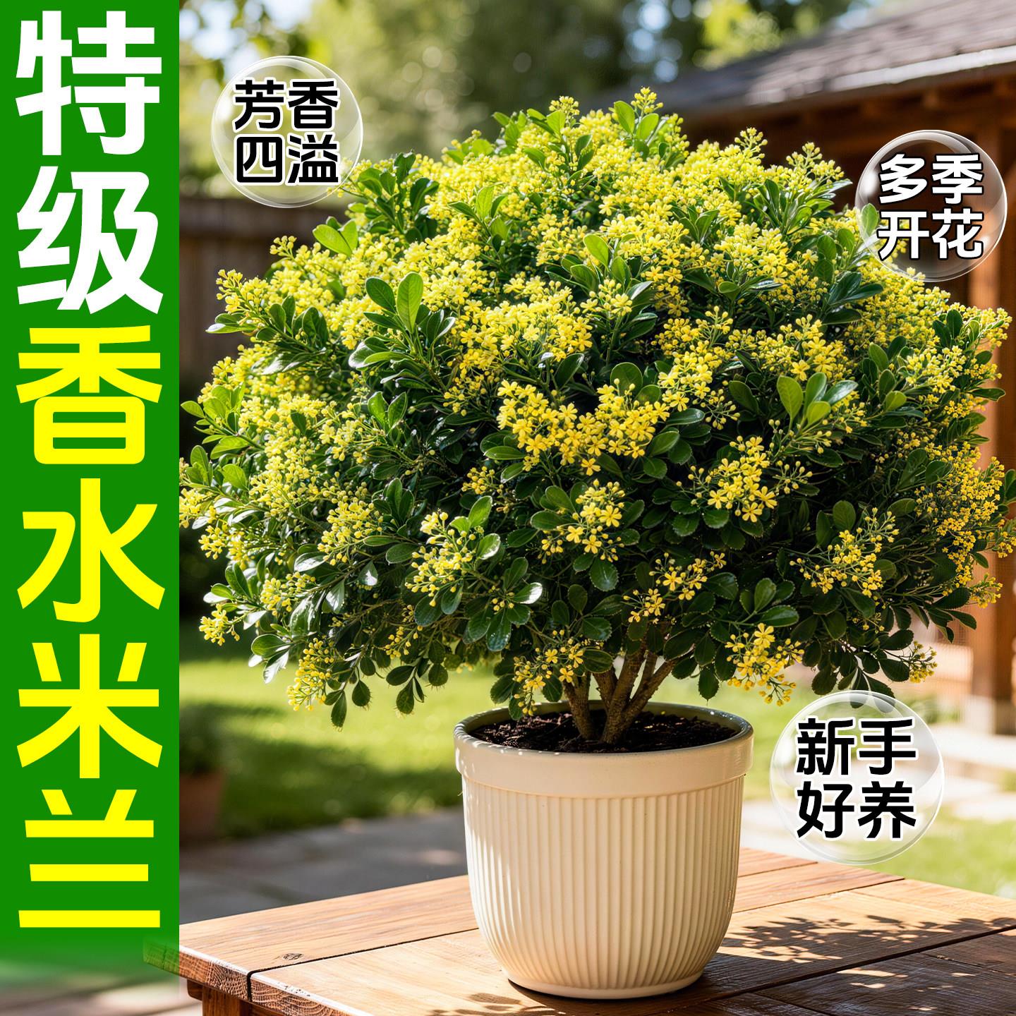 香水米兰花盆栽驱蚊草植