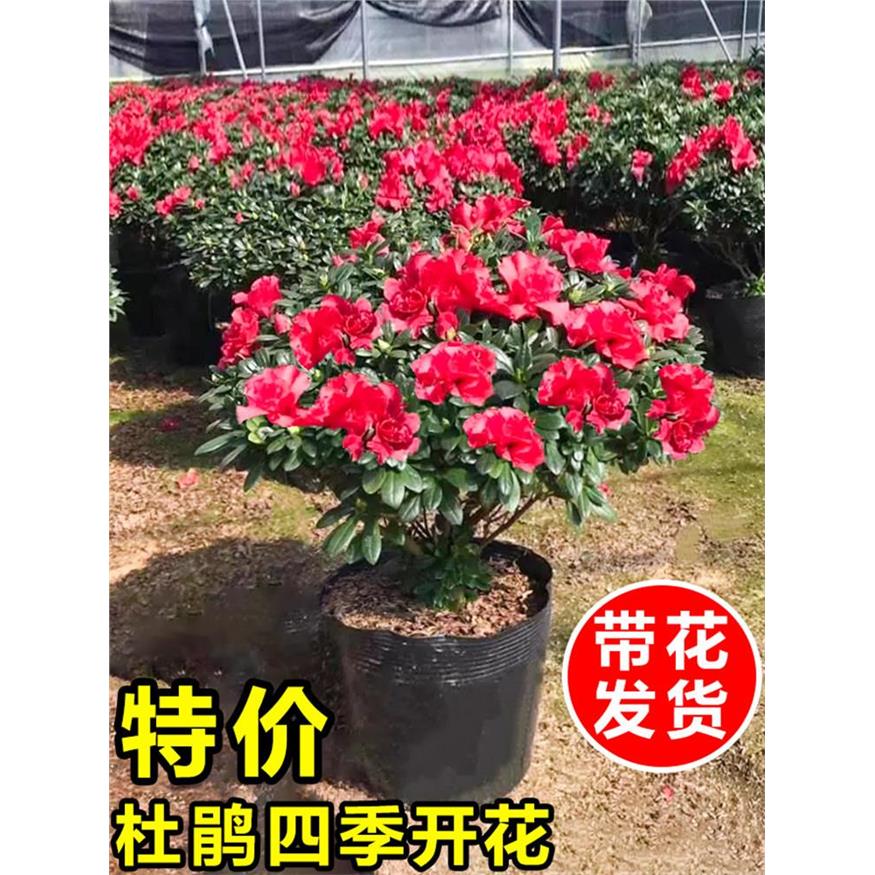 杜鹃花盆栽四季开花植物