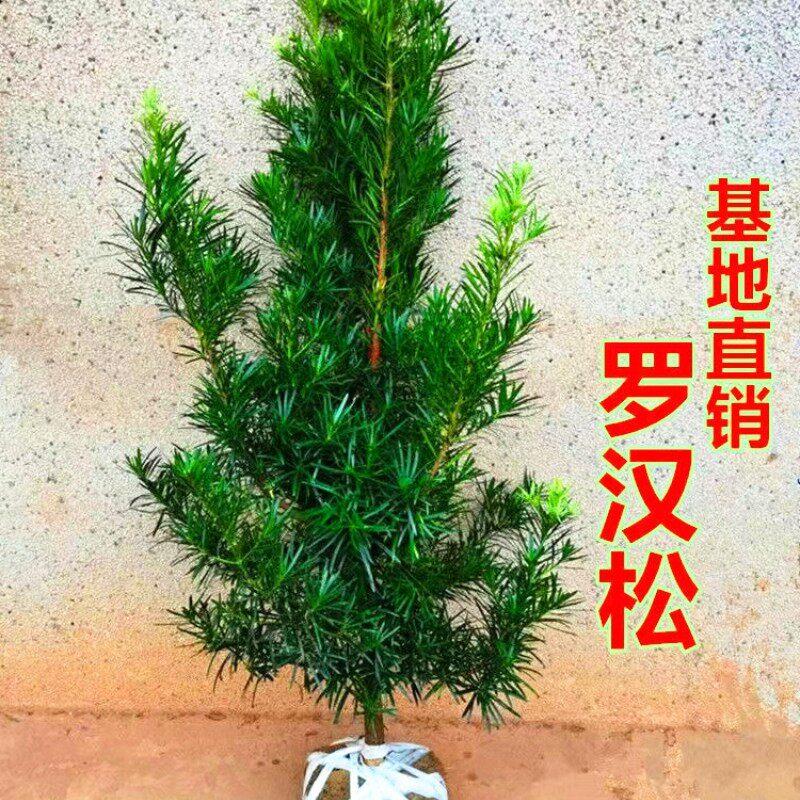 罗汉松树苗盆景小叶雀舌图片
