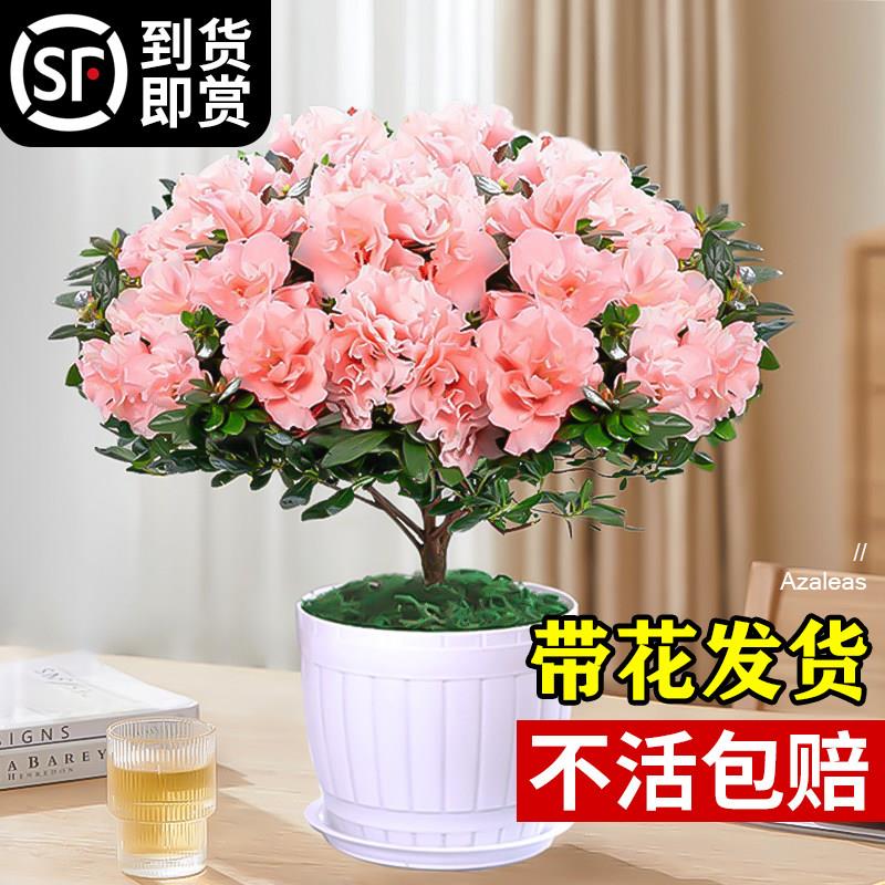 杜鹃花盆栽花卉植物室内图片