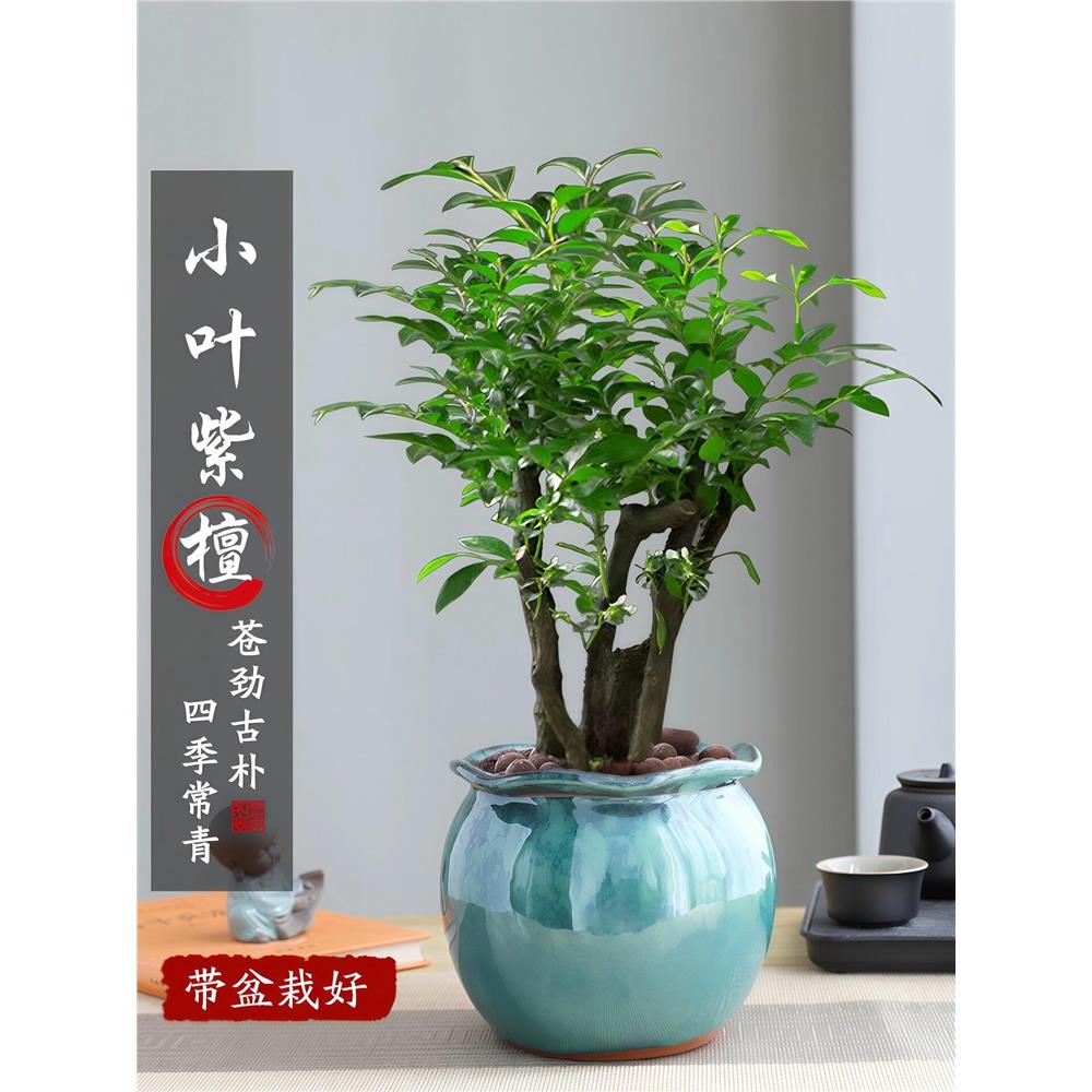小叶紫檀盆景绿植盆栽书