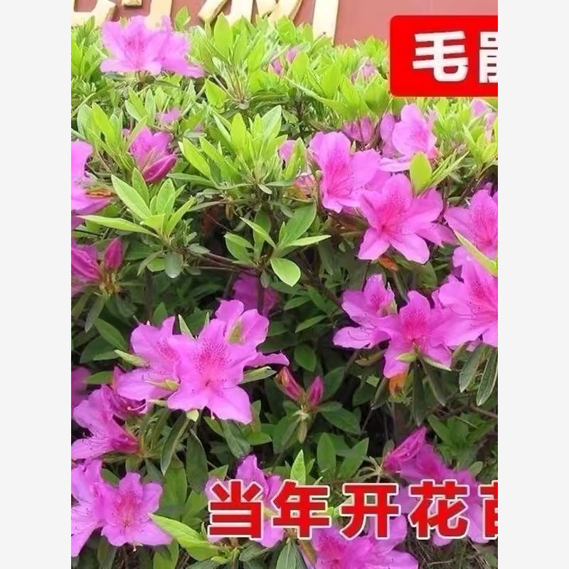 毛杜鹃夏娟毛鹃花苗茶梅苗毛娟映山红小苗花庭院花坛开花植物树苗