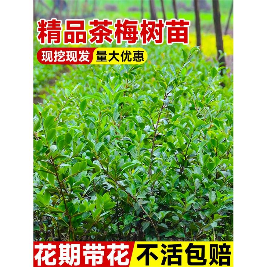 茶梅花树苗冬季开花耐寒