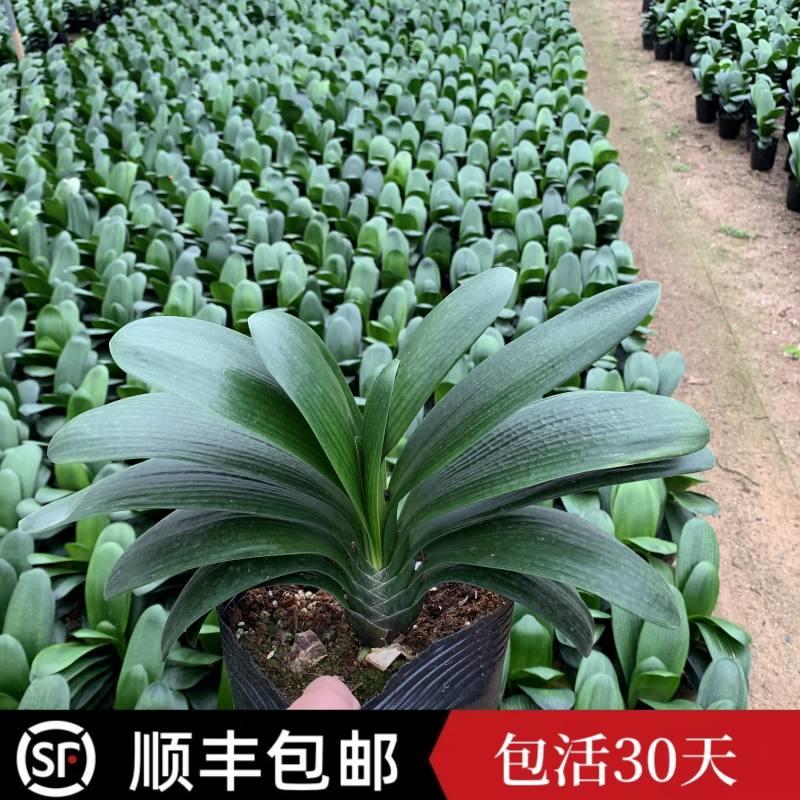 四季君子兰盆栽圆头和尚