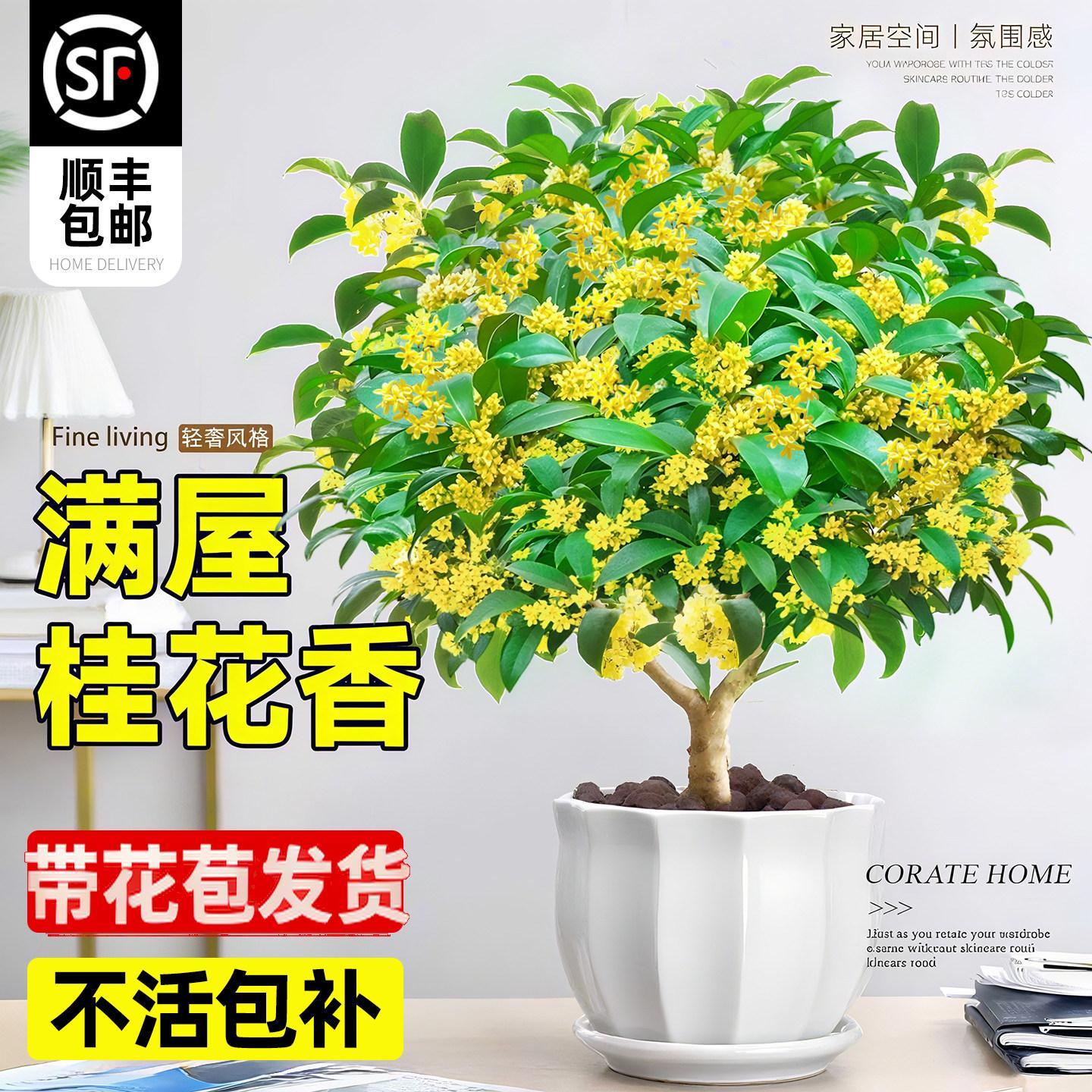 优选桂花树苗八月桂金桂