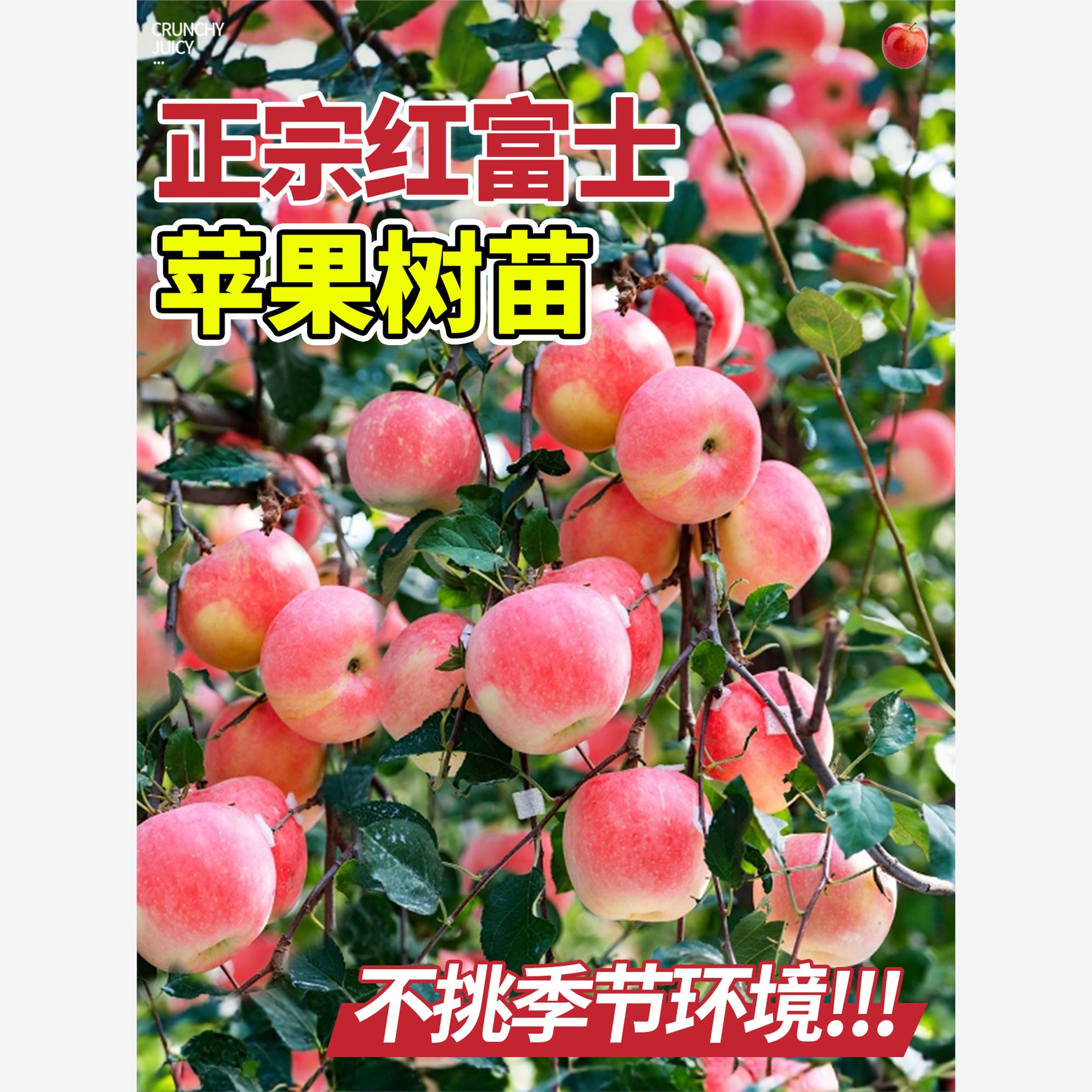 红富士苹果树苗嫁接大果树苗南北方四季种植庭院地栽盆栽当年结果