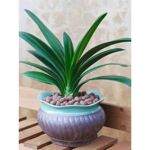 君子兰大小苗室内绿植耐