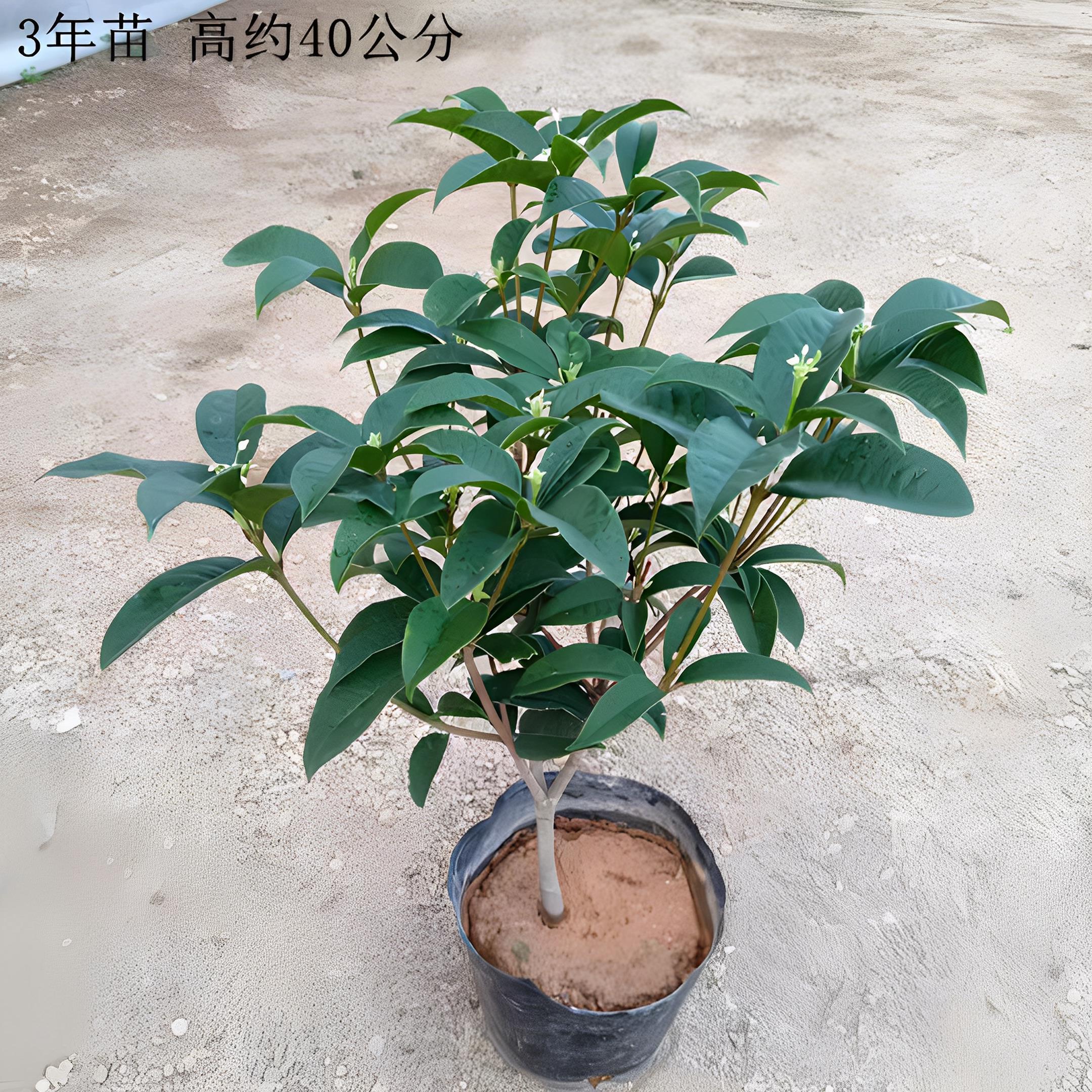 原生四季桂花树苗型浓香