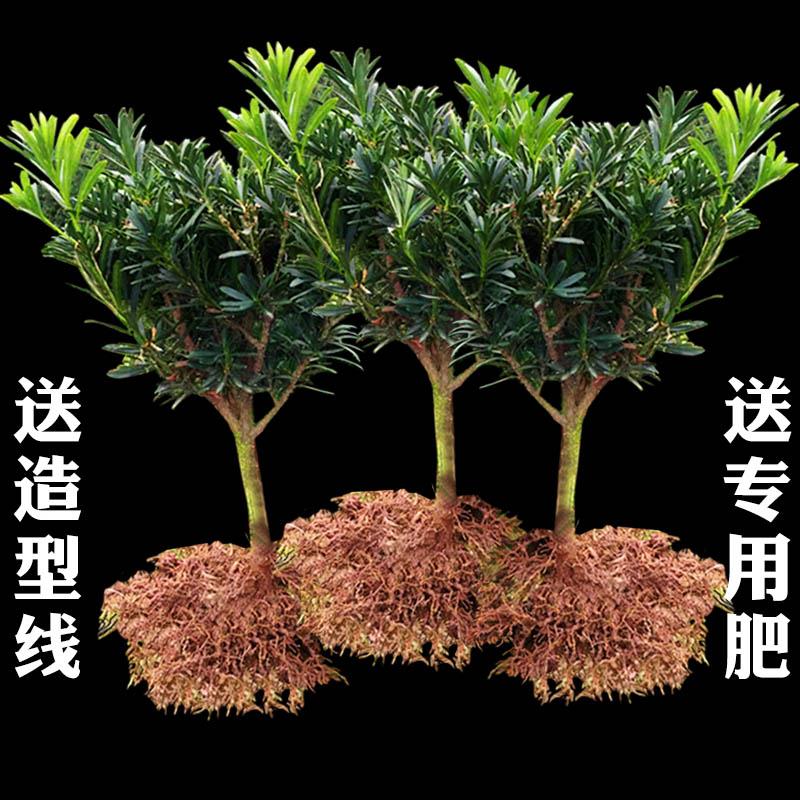 罗汉松树苗盆栽米叶贵妃